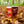 Load image into Gallery viewer, A can and a pint glass of Little Ox Brewery For Fox Sake Copper IPA beer placed on a bed of fallen autumn leaves in a forest setting.

