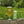 Load image into Gallery viewer, Glass of beer and can of Little Ox Brewery Rambler on a wooden surface with greenery in the background.
